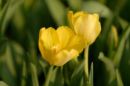 Bright yellow tulips bloom in a spring garden, their colourful petals a vibrant floral displayの写真素材