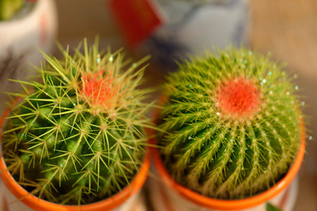 A closeup of a cactus plant in a tropical garden and succulent plantsの写真素材