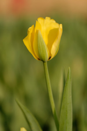 Vibrant yellow tulip blossoms brighten a spring gardenの写真素材