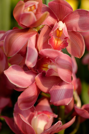 Red tulip flowers blooming in a vibrant spring gardenの写真素材
