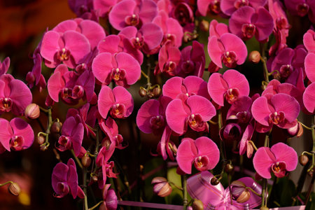 Tropical orchid blossoms, a vibrant pink and purple bloom of spring's floral beautyの写真素材