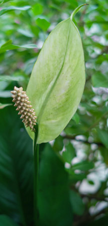 White lily of the valley flowers bloom in a spring garden, a macro closeup revealing delicate leaves and a tiny insectの写真素材
