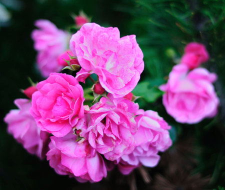 A closeup of pink roses and peony blossoms reveals their floral beauty in a lush gardenの写真素材