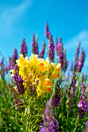 Purple Wildflowers Blooming in a Garden Meadowの写真素材