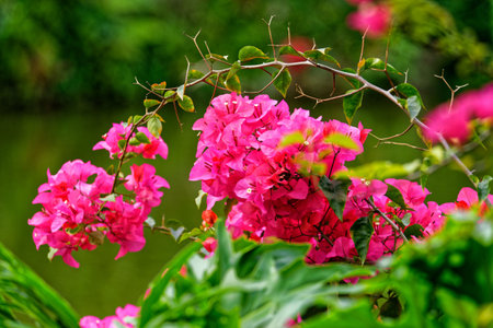 A vibrant flower arrangement decorates a streetの写真素材