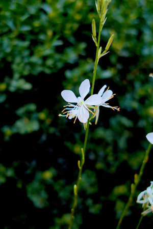 White flowers blooming in a garden with green leaves and petals, showcasing nature's beauty in spring and summerの写真素材