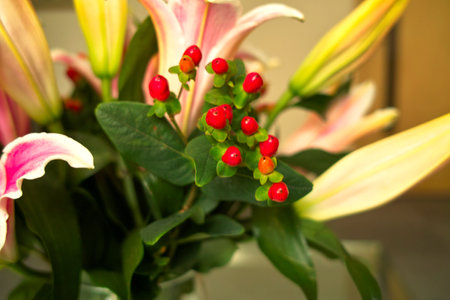 Red and white flowers with a touch of yellow blooming in a garden, and leaves, spring beautyの写真素材