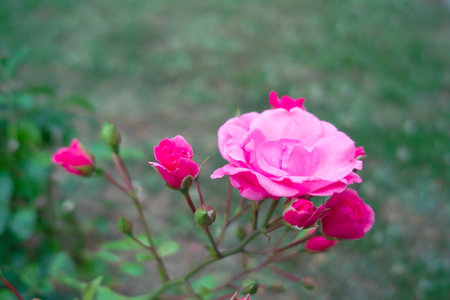 Beautiful pink roses blooming in a garden during springの写真素材