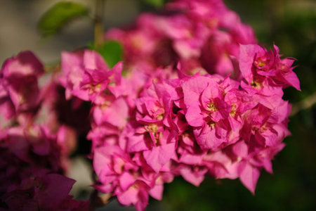 A close-up of pink hydrangea blooms with lilac and white petals, a summer floral beautyの写真素材