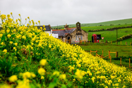A yellow dandelion blossom fills the green spring meadow under a blue skyの写真素材