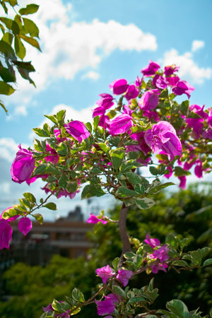 Pink flowers blooming in a vibrant garden during springの写真素材