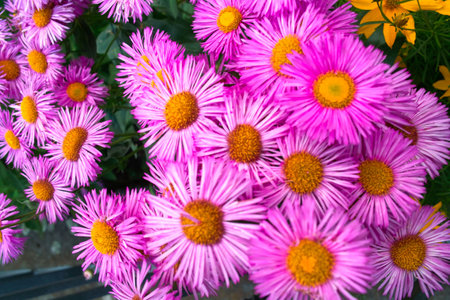 A vibrant floral bouquet of yellow daisies and purple asters blooms with pink petals, capturing summer's colorful garden beautyの写真素材