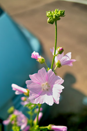 A pink iris blossom, a floral beauty of summer, blooms with delicate petals in the garden pondの写真素材