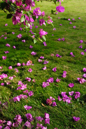 Pink and white flowers blooming in a vibrant gardenの写真素材