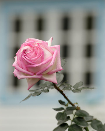 A single pink rose bloom rests on a wooden tableの写真素材