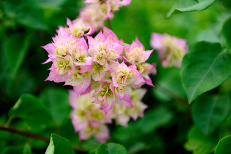 A macro closeup of a bee on a pink sakura flowers spring blossom in a wild gardenの写真素材