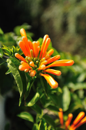 Orange and yellow flowers blooming in a garden, close-up of petals and leaves, capturing the beauty of summer and springの写真素材