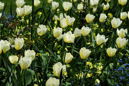 A vibrant field of yellow tulips blossoms with splashes of white, a colourful spring displayの写真素材