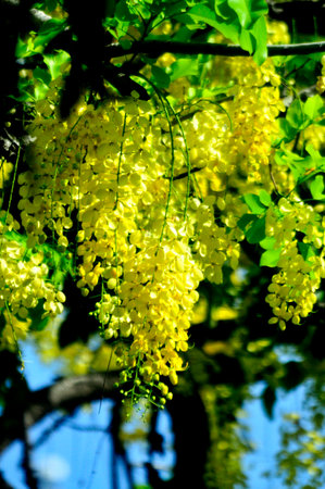 Sunlit green and rain-kissed yellow leaves adorn the summer foliageの写真素材