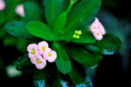 A butterfly on a pink  Madagascar Periwinkle flower in a vibrant spring garden and colourful petalsの写真素材