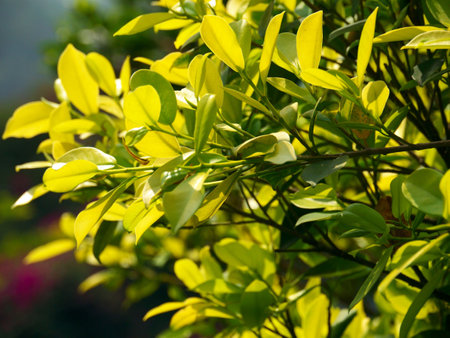 Bright yellow spring blossoms paint the gardenの写真素材