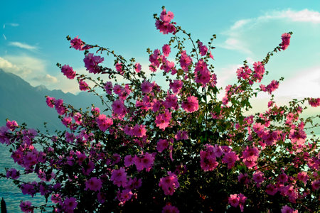 Pink flowers blooming in a garden under a blue skyの写真素材