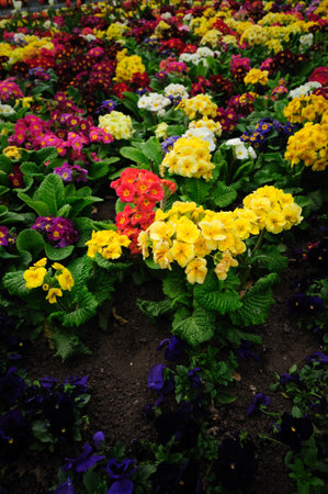 Colourful flowers blooming in a garden with red, yellow, and purple blooms in springの写真素材