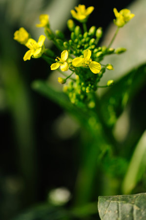 Close-up of a yellow flower blooming in a summer garden with petals, leaves, and a bee near itの写真素材