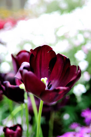 Red tulips in full bloom in a garden with other flowersの写真素材