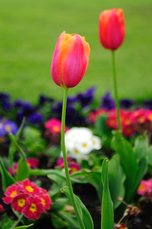 Pink and red tulips blooming in a gardenの写真素材