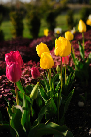 Red and yellow tulips blooming in a colorful garden during springの写真素材