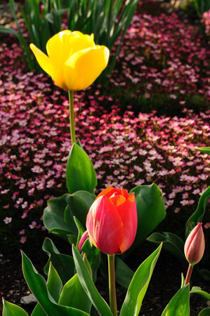 Bright red and yellow tulip blooms paint a colourful spring gardenの写真素材