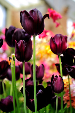 Pink and red tulip blooming in a gardenの写真素材