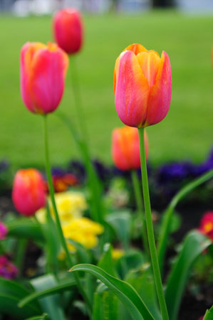 A vibrant spring garden boasts red and yellow tulipsの写真素材