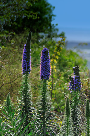 Purple flowers blooming in a garden with a gentle breeze under a clear skyの写真素材
