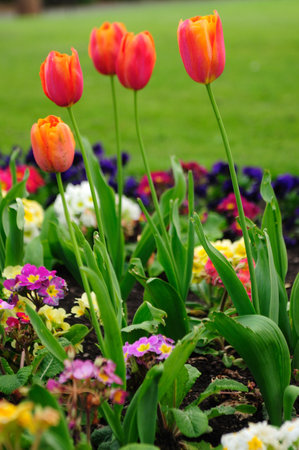 Red and yellow tulips blooming in a vibrant garden during springの写真素材