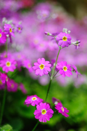 Pink Cosmos Flowers Blooming in a Meadow with a Beeの写真素材
