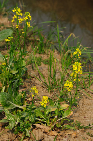 Yellow canola flowers bloomingの写真素材