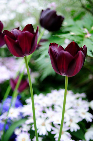 Beautiful red tulips blooming in a garden during spring with vibrant colours and petalsの写真素材
