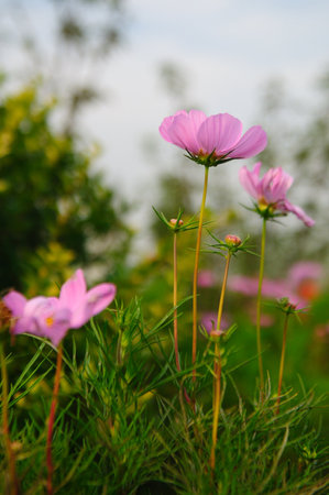 Pink Cosmos Flowers Blooming in a Garden Fieldの写真素材
