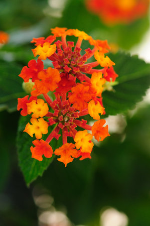 Bright orange and yellow flowers blooming in a garden during springの写真素材