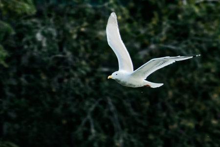 Seagull soaring in the sky with wings spreadの写真素材