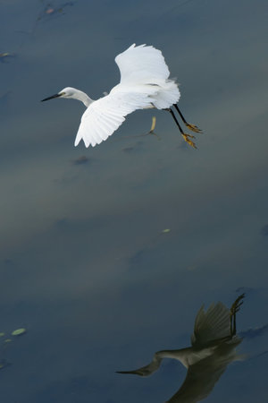 A white snowy egret and heron soar, wild birds with distinct beaks, over a Florida marshの写真素材