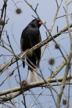 A blackbird, a wild avian, perched on a branch within nature's treeの写真素材