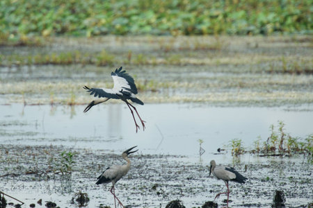 Herons the great blue and black-crowned night, are wild birds of nature often seen near water with long beaksの写真素材