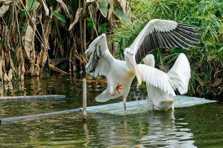 Pelicans in flight and on the water of a serene lake with swans and other wildlife in the peaceful parkの写真素材