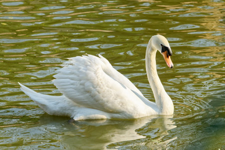 Graceful white swan swims, its reflection a mirror of natural beautyの写真素材