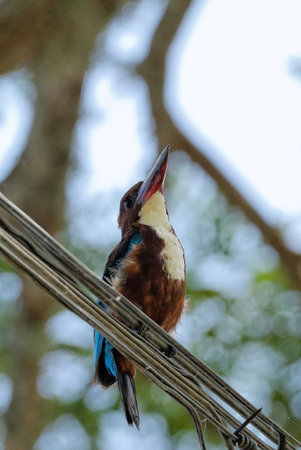 A lilac breasted roller and a kingfisher perched on a tree branchの写真素材