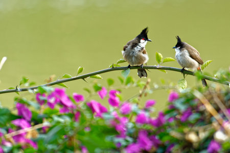Two birds perched on a branch.の写真素材