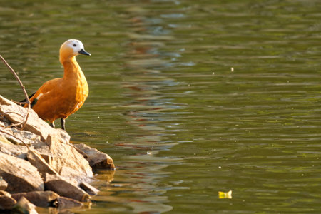 Duck swimming in the pond surrounded by waterfowl and wildlifeの写真素材